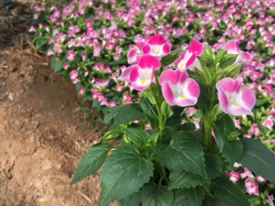 不同種類花卉對(duì)肥料的需求有哪些差異？
